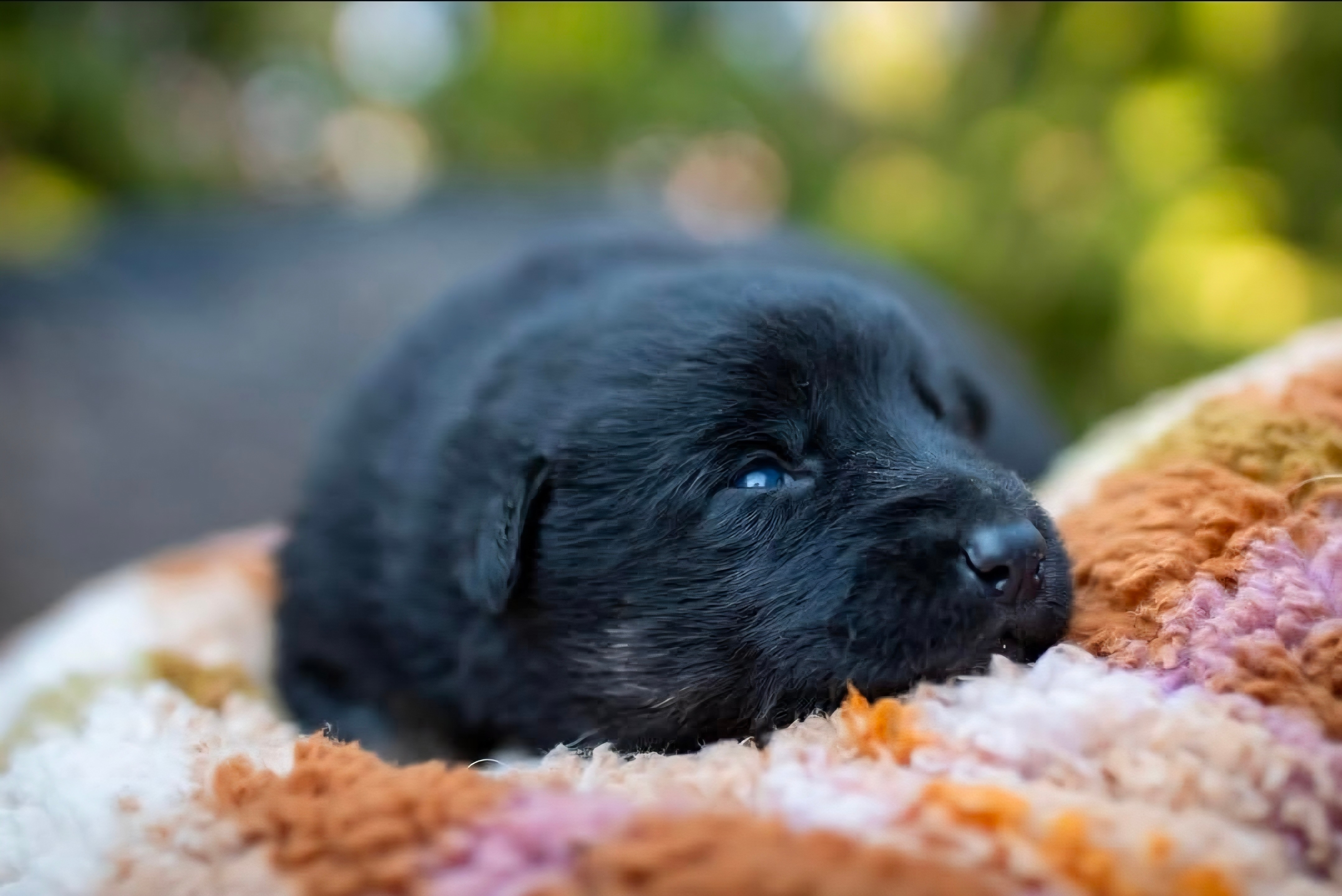 Černé morče na barevné dečce s růžovými a žlutými odstíny