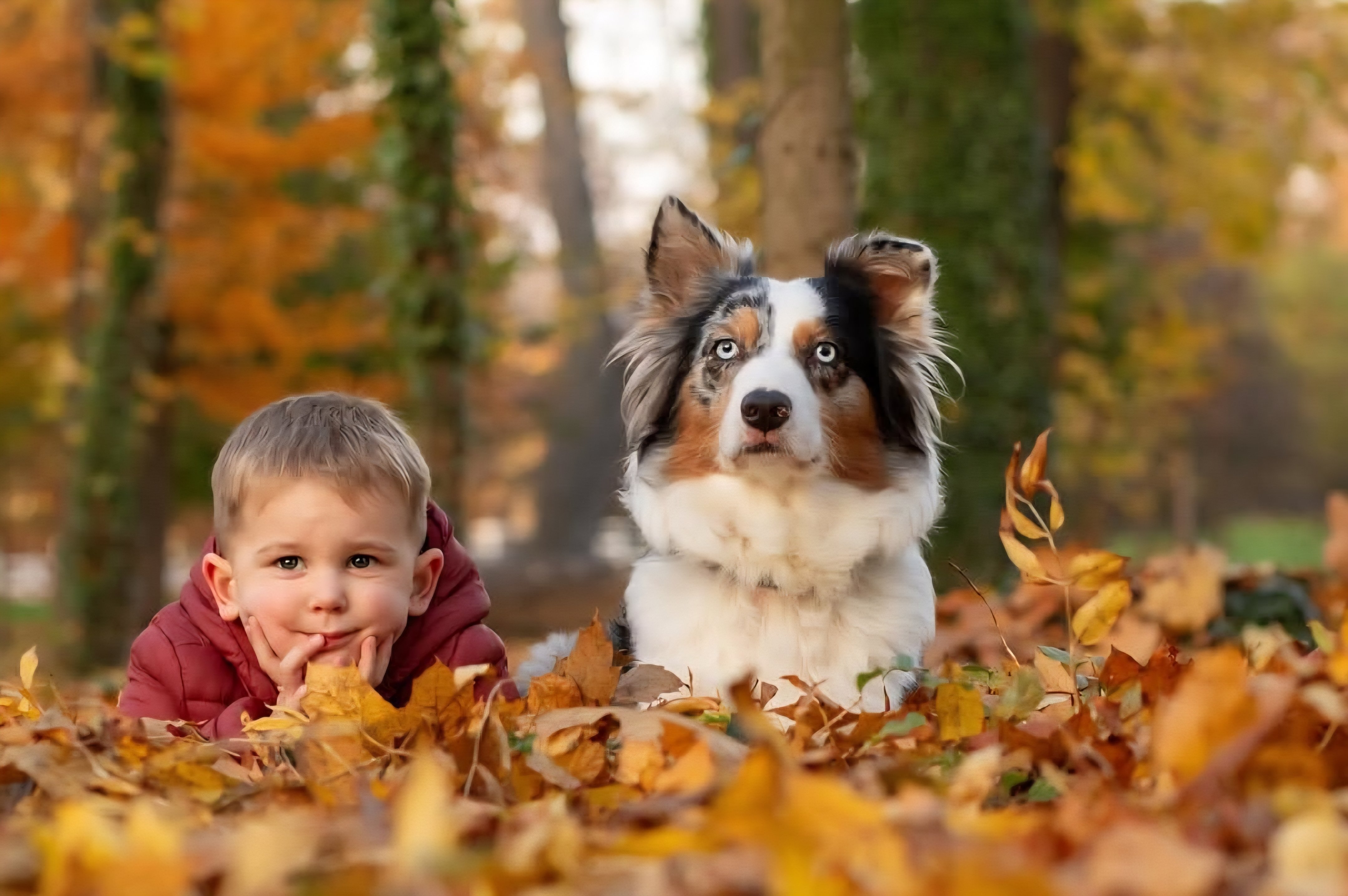 Chlapec s australským ovčákem v podzimních žlutých listech