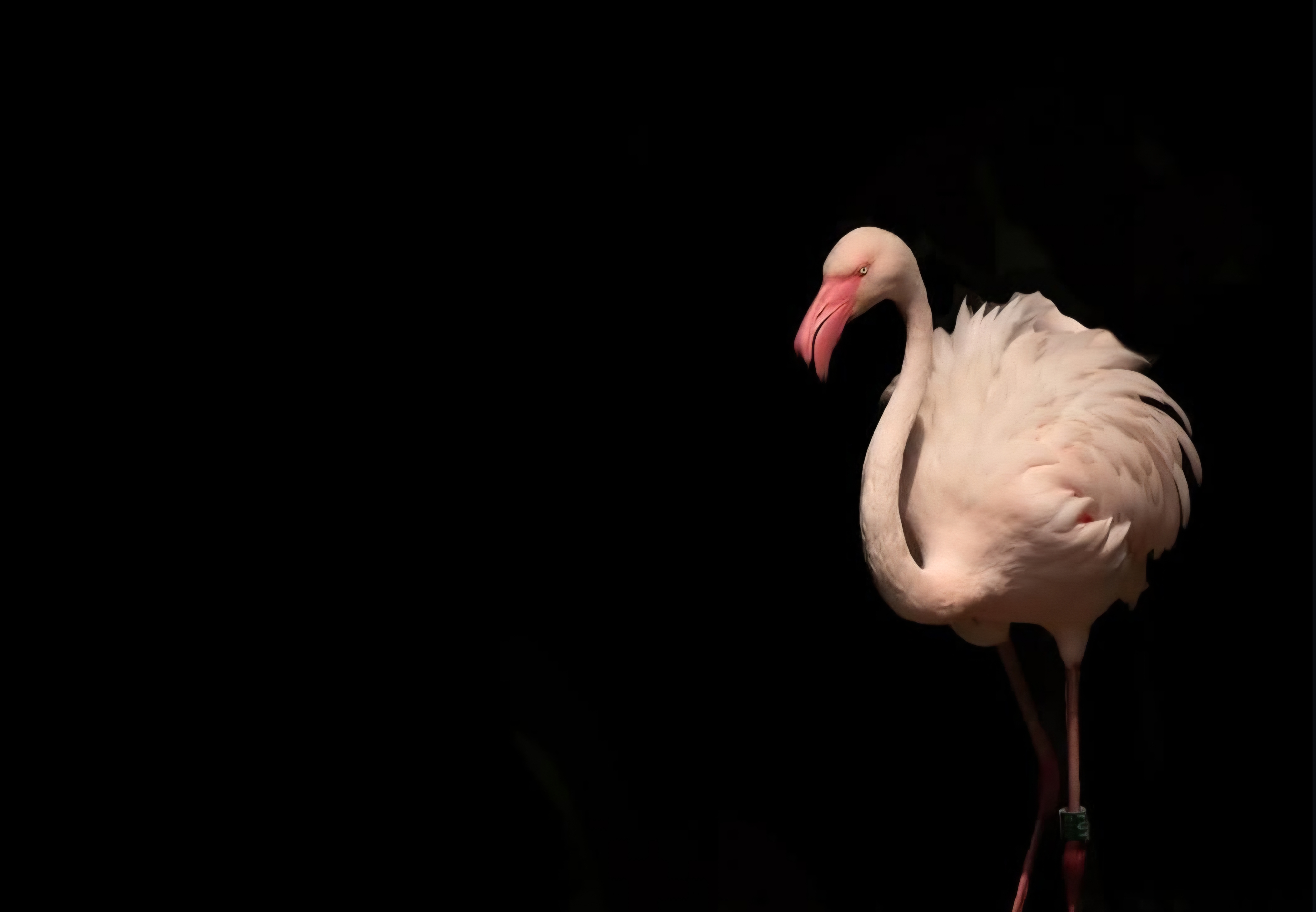 Růžový plameňák na černém pozadí - umělecký portrét exotického ptáka